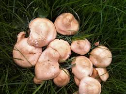 A number of delicious mushroom species can be bought as dowel plugs and drilled into logs, including shiitake, lion's mane and oyster mushrooms. Fairy Ring Champignons