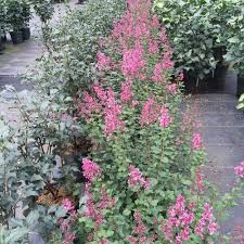 Ideal is a high quality. Bloomerang Dwarf Pink Reblooming Lilac Syringa X Proven Winners