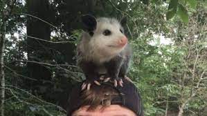 Pin On Oh Possums