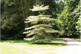 Check spelling or type a new query. What Is The Most Beautiful Tree In The Physical Or Fictional World Quora