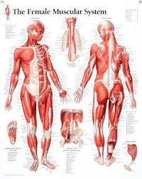 laminated muscular system female educational chart poster