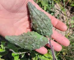 Image result for Marsdenia cynanchoides