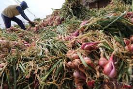 Varietas bawang merah tersebut memiliki kemampuan adaptasi dalam kondisi rendaman dan kekeringan. Panen Bawang Merah Di Nganjuk Bagus Lebih Dari 20 Ton Per Hektare Antara News