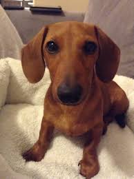 Petland iowa city, iowa would love for you to check out our dog breed information and choose what breed is best for you and your family! Willie The Mini Dachshund Dachshund Pets Red Dachshund Dachshund