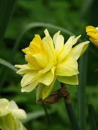 We did not find results for: File Narcissus Golden Ducat 02 Jpg Wikimedia Commons