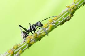 無農薬でアブラムシ退治 駆除や予防の対策まとめ Horti ホルティ By Greensnap