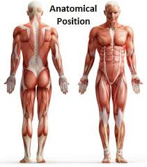 Anatomical Position Human Muscle Anatomy Body Anatomy Muscle Anatomy