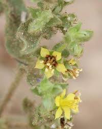 Image result for Vahlia digyna