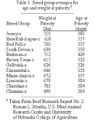 Cattle Today Selection And Development Of Replacement