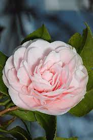 Pink Camelia Beautiful Flowers Pink Flowers Camellia Flower