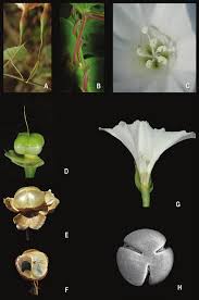 Image result for Merremia pterygocaulos