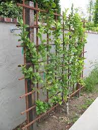 Eureka Lemon Espaliered Fruit Tree Garden Fruit Trees Backyard Garden Trees