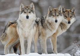 List of animals beginning with w · wallaby · walleye · walrus · wandering albatross · wapiti · warbler · warthog · wasp . Blogging Thru The Alphabet Animals W Is For Wolf Guiding Light Homeschool