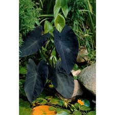 Elephant Ear Black Magic Bulbs Lowes Com Elephant Ears Elephant Ear Bulbs Winter Plants