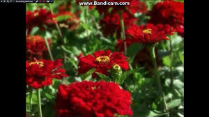 World Of Words 2010 Discovery Kit Video Video Dailymotion