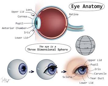 Understanding the underlying spherical anatomy of the eye, AI generated
