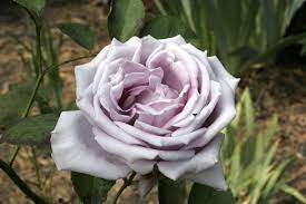 Free for commercial use no attribution required high quality images. Blue Moon Hybrid Tea Rose