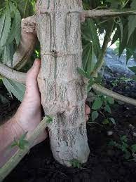 Maybe you would like to learn more about one of these? Free Mulch Melbourne Home Facebook