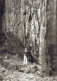 Maybe you would like to learn more about one of these? Falling The Big Ones Or Cutting Down A Coastal Redwood By Hand