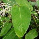 Image result for Marantochloa purpurea