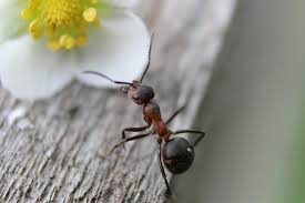 You can soak any outdoor nests of citronella ants you find in your garden with landscape sprays or call an exterminator to deal with the problem. Ways To Keep Your Place Free From Citronella Ants Aspirantsg Food Travel Lifestyle Social Media