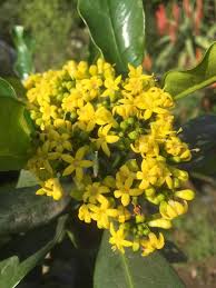 Image result for Psychotria capensis