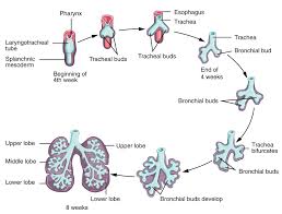 22 7 Embryonic Development Of The Respiratory System