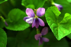 Whats people lookup in this blog: May 2013 Make Lists Not War