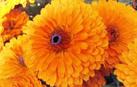 Check spelling or type a new query. Manfaat Bunga Marigold Untuk Kulit Kering Dan Sensitif