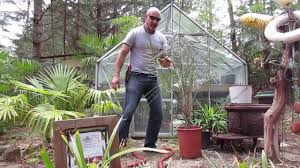 Good growth occurs in southern california. Plants Mazari Palm Nannorrhops Ritchiana Care 2021