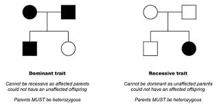 4 3 Theoretical Genetics Bioninja