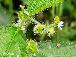 Image result for Caperonia