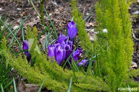 Hornveilchen blühen wie gänseblümchen oder auch stiefmütterchen oft rund ums jahr, bei milder witterung auch im mitten im. Krokusse Blau Fruhbluher Garten Fruhling Erste Blumen Buy This Stock Photo And Explore Similar Images At Adobe Stock Adobe Stock