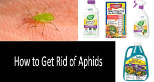 How To Get Rid Of Aphids Top 7 Aphid Killers In 2021