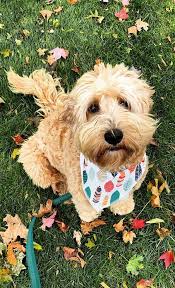 Maybe you would like to learn more about one of these? Australian Labradoodles Vs Labradoodles What Is The Difference Labradoodles Dogs