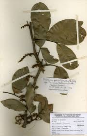 Image result for Pancovia