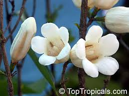 Image result for Rothmannia globosa