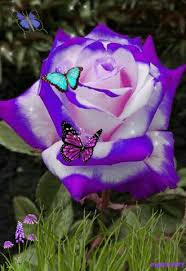 You can download or direct link all flowers clip art and. Via Giphy Beautiful Rose Flowers Beautiful Gif Flower Background Wallpaper
