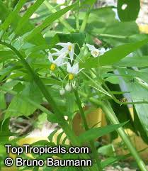 Image result for Solanum sp. A