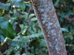 Image result for Bersama lucens