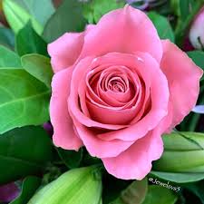 Pin De Renae Hardwick Em Flowers Em 2020 Roseiras Natureza Flores