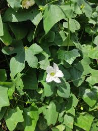 Image result for Coccinia sp. A