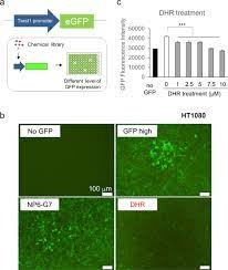 Drug testing is an essential component of many successful industry settings. New Screening System Using Twist1 Promoter Activity Identifies Dihydrorotenone As A Potent Drug Targeting Cancer Associated Fibroblasts Scientific Reports