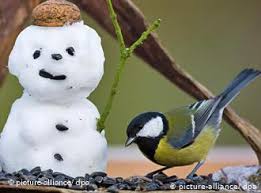 Gain the confidence to speak. Wenn Meisen Zu Killern Werden Wissen Umwelt Dw 14 09 2009