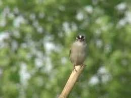 Dark lores more extensive than eastern taiga (especially on immature) and bill may average heavier and darker. White Crowned Sparrow Youtube