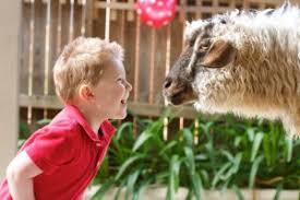 The veterinary cancer society estimates that one out of every four dogs will grow cancer at some stage in their lives. Parties Mobile Animal Farm Sydney Petting Zoo Hire Kindifarm Com