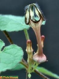 Image result for Ceropegia meyeri