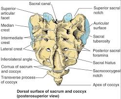 Detailed Sacrum Osteology Osteology Thoracic Vertebrae Lumbar Lordosis