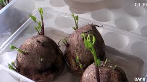 Use a clean, sharp paring knife to cut large potatoes into pieces that are roughly the size of a golf ball, making sure that there are at least 2 eyes on each piece. How To Grow Potato Sprout Youtube