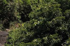 Image result for Craibia zimmermannii